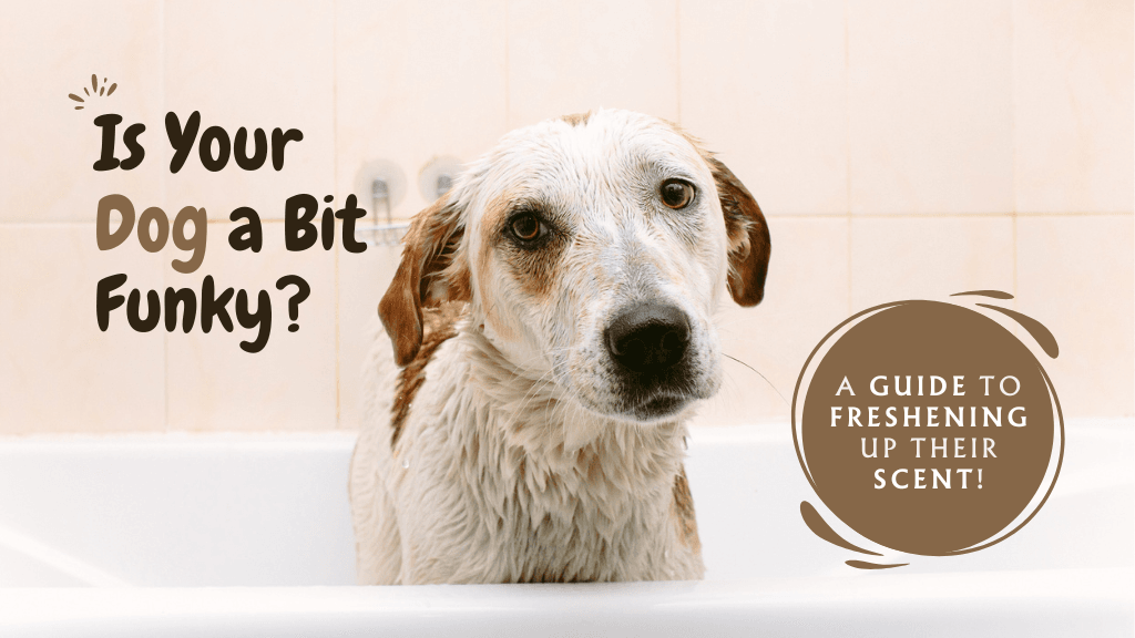 Is Your Dog Smelling a Little Off? How to Freshen Up Your Dog and Spot Health Concerns Is Your Dog Smelling a Little Off? How to Freshen Up Your Dog and Spot Health Concerns